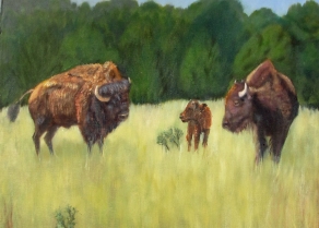 Buffalo Family